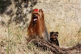 YORKSHIRE TERRIER 504